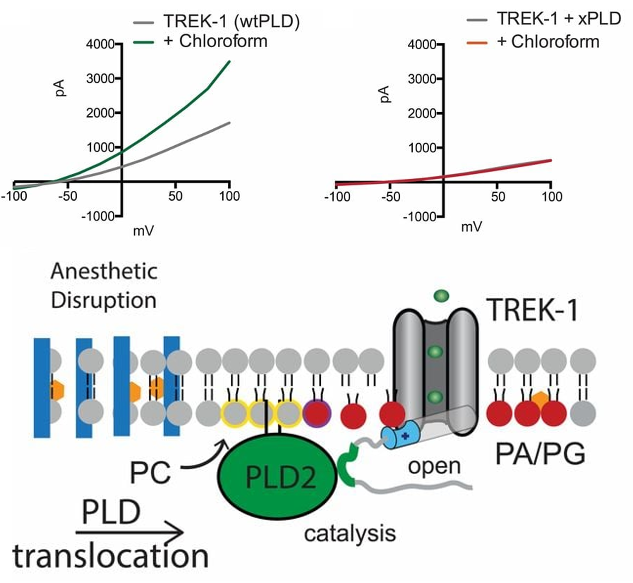 Figure from Pavel et al., PNAS 2020